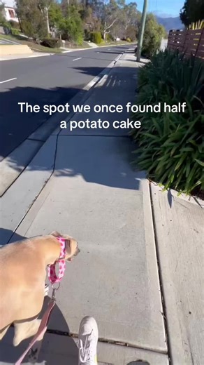 Adorable Greyhound Dog Moments That Bring Joy