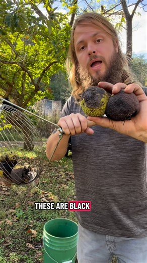 Nick Wrenn on Instagram: "How I collect and process black walnuts. This is how I pick up (forage) black walnuts and process them into delicious and nutritious food. Part of that process allows the chickens to eat the husk larva and I use the husk to make compost. Black walnuts are my favorite nut to eat! How do you like to process them? I do have black walnut seed & bareroot trees ready as well as many other plants available through the nursery!"