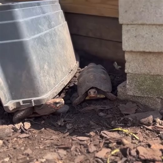 16K views · 1K reactions | The Tortoises Have Laid EGGS! | Jacob Feder | Facebook