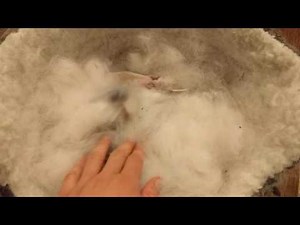 Baby Bunnies make the cutest sound!