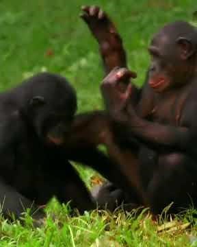 Bonobo Love making in the Savannah of Africa #monkey #animals #gorilla #wildlife #nature #shorts