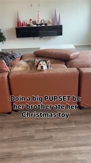 Eva, Ranger & Ghost on Instagram: "When Huskys have a problem they will MAKE SURE that you know… - #huskyfamily #huskylife #huskyreels #funnyhusky #funnydogreels"