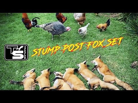 Stump Post Fox Set - Winter Fur Trapping & Predator Control