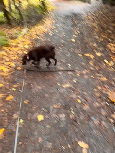 Walkies….growing boy #chocolatelabradorpuppy #puppylove #labradorretriever