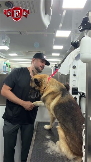 German Shepherd Deshedding Is No Joke 🐾 | Duke’s Undercoat Removal #shorts