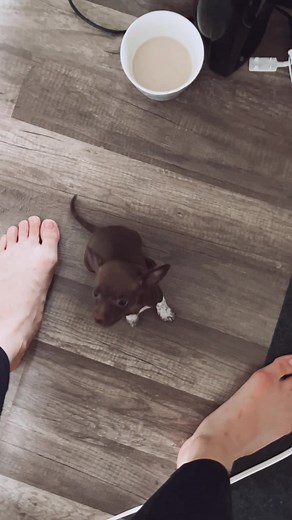 Brownie is a little cuddler now - the cutest little chi puppy ❤️ i still feel like he’s a bit “off” but he’s at least fully functional and learning! Still shakey and struggling to eat from bowls except when he sneaks food during naps lol Im confident in this pup though. Little almost-7-week old chihuahua puppy boy, Brownie ❤️