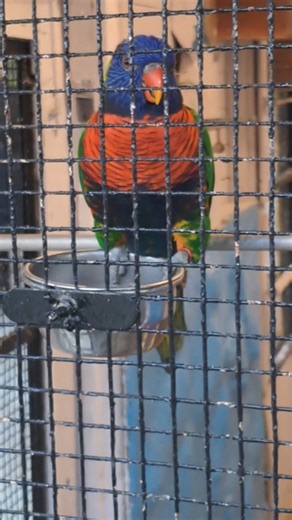 Rainbow Parrots🦜 #pets #cute