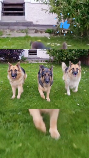 This is why German Shepherds are elite home guards #germanshepherd #dogs #k9