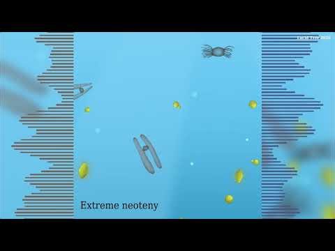 Extreme neoteny - Reccembra Music