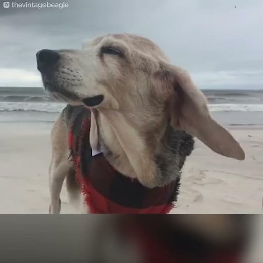 6 Reasons To Adopt A Senior Dog | The Dodo