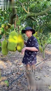 海南菠萝蜜生长过程是这样的