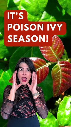 🌿🚫 It's poison ivy season, so remember: leaves of 3, leave them be! 🚫🌿 If you find yourself with an itchy rash from poison ivy, don't hesitate to call us at The Art of Skin Dermatology. Our team of experts can help you find relief and get back to enjoying the great outdoors. Stay safe and stay itch-free this summer! www.ArtofSkin.com 845-485-5000 #poisonivy #leavesof3leaveembe #theartofskin #dermatology #skincare #summer2024 #rash