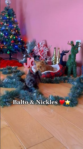 8 week old yorkie puppies #yorkiepuppies #dogs #play #christmas #colorful #green #cuteanimal #home