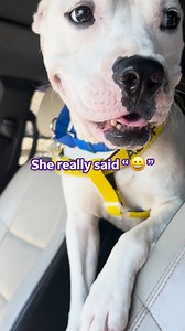 When we heard there was an adoptable pup named FedEx out there, we knew we had to stop by and deliver her some loving ❤🐶 FedEx is a super sweet 2-year-old looking for her forever home. If you want an adorable velcro pup in your life, adopt her or any of her friends today @fultonanimalservices, and send this to someone who needs a sweet pup in their life! #DeliverFedExtheDog @lifelineanimal #Dogstagram #Dogs #AdoptableDog #Pets | FedEx