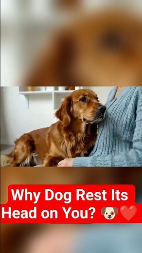 Why Does Your Dog Rest Its Head on You? 🐶❤️ #shorts