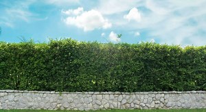 Planter une haie : nos 12 conseils de pro