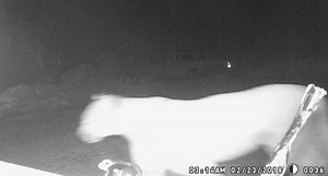 Wisconsin DNR Confirms Two More Photos of That Infamous Cougar