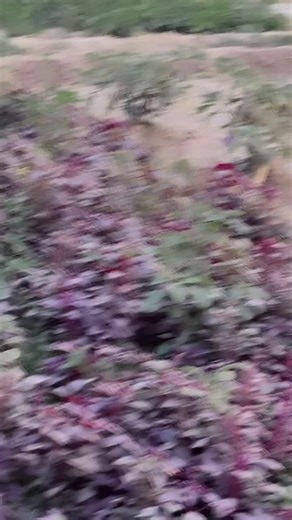 Mana Ek Ilzam Hai: Pyar Ki Badnami