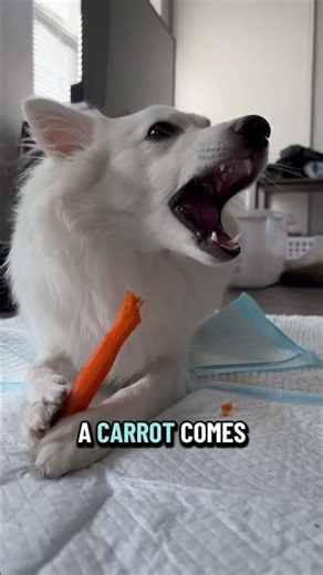 CARROTS WEREN’T ALWAYS ORANGE?! 🥕