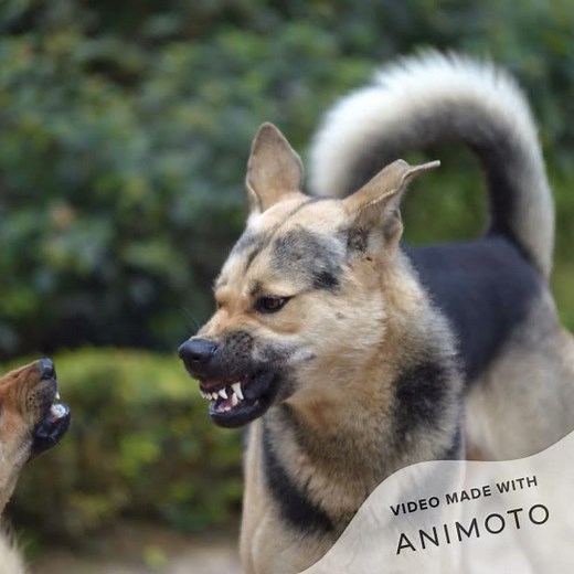 🆕how To Use A Dog Whistle Train My Dog With Whistle 2020