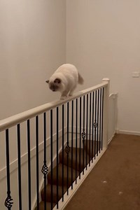 Clumsy cat almost loses one of its nine lives while chasing its tail! 😹😹 ViralHog | MetDaan Animals