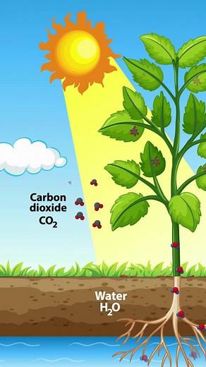 Rainforests: Nature’s Carbon Catchers Explained