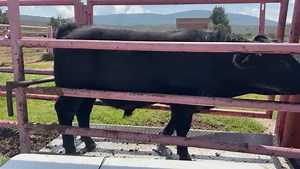chocolate ala bascula | Rancho González