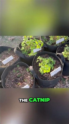 Garden Update: Thyme, Mint, Catnip Thrive! #shorts