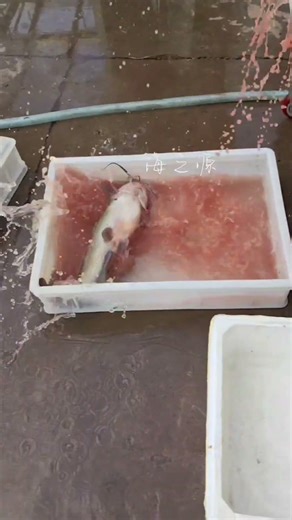 Catfish back open machine #fillet #fishprocessing #food #seafoodprocessing #machine