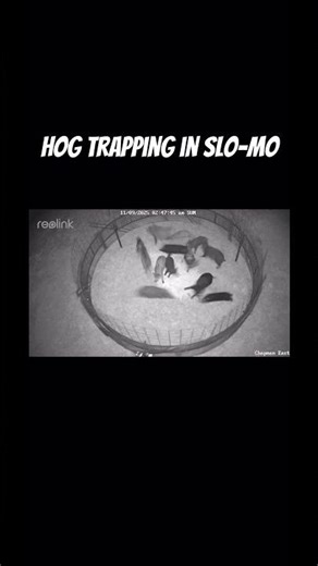 “Wild Hog Drop Trapping —Watch in Slow Motion.