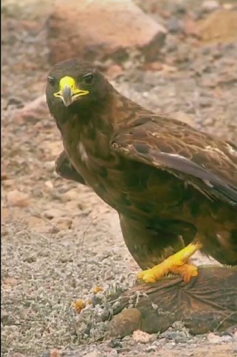 Bird Of Paradise Courtship Spectacle | Planet Earth | BBC Earth
