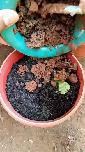 How to Grow Grape Trees at Home | Propagate Grape Tree from Grapes