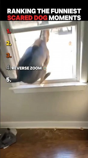 Ranking The Funniest Scared Dog Moments