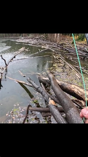 #fish #baitcating #fishinglife #fishing #catchfish