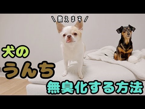 無臭うんち爆誕おやつ発見しました