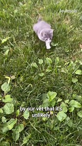 40K views · 1K reactions | Paralysed kitten learns to walk again with the help of some 3D-printed wheels!  | Lovimals | Facebook