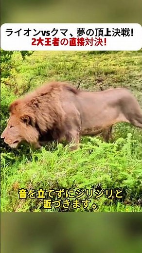 Lion vs. Bear, a dream showdown! A direct showdown between two champions! #AnimalBattle #LionPowe...