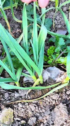 Efficient Green Onion Harvesting Techniques