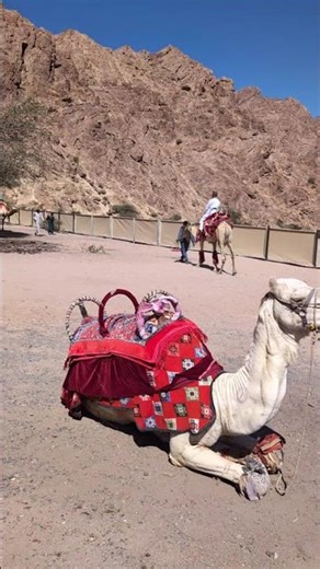 Mountain camel ride #Saudiarabia#2026goals