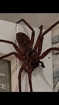 Австралийски паяк гигант в Сидни. Giant Huntsman spider from Australia.