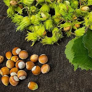 CHUXAY GARDEN 25 Seeds Corylus Americana,American Hazelnut Tree Seed Edible Fruit Deciduous Shrub an Exciting New Addition