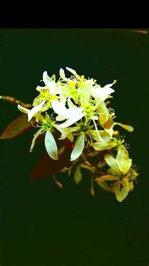 Serviceberry Bloom Timelapse 🌸 Amelanchier Flowers Opening