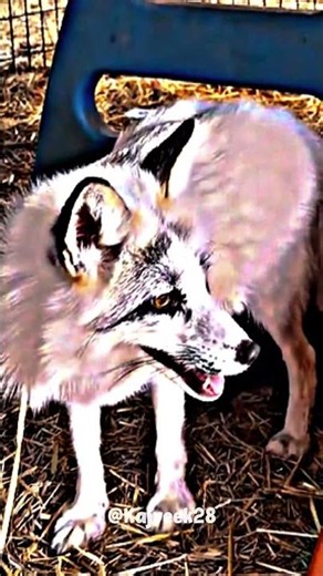 Biggest wolf 🐺☠️