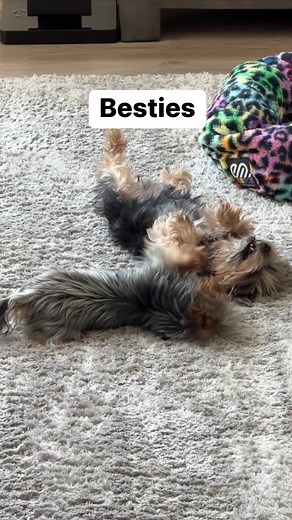 94K views · 1.5K reactions | Teacup Yorkshire Terriers | Getti | Facebook