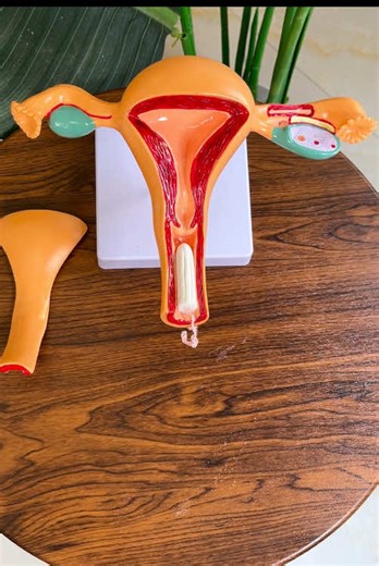 Choosing Between Menstrual Cups, Tampons, and Pads