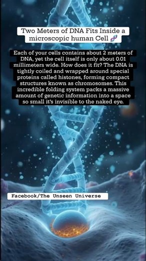 Two Meters of DNA Fits Inside a human Cell 🧬 #science #unseen #humanbody #humancell #dna