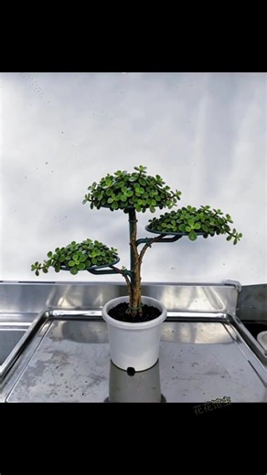 Beginner's Guide to Shaping Your Jade Plant! Easily grow a three-tiered jade plant shape #bonsai