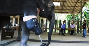 Elephant Gets A New Prosthetic Leg After Losing Her Leg To Landmine