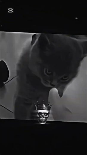 Moment Cat Got Cooked 😝🤚!