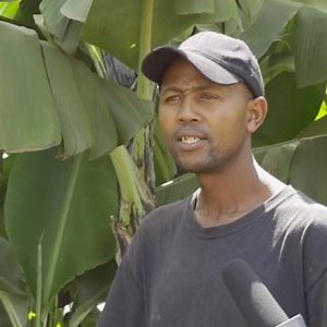 162K views · 2.4K reactions | Kiambu Town in shock as woman's body found in maize plantation. | Standard Digital | Facebook